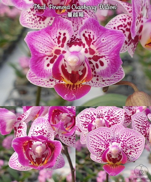 Phal. Formosa Cranberry Wilson пример цветения